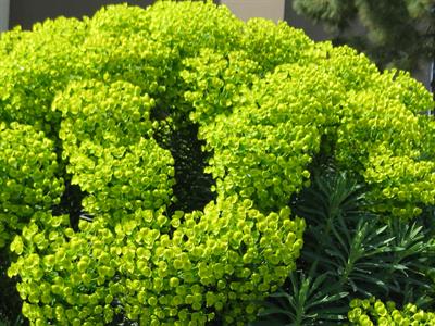 Mediterranean Spurge, بومی جنوب فرانسه تا .آناتولی، افوربیا